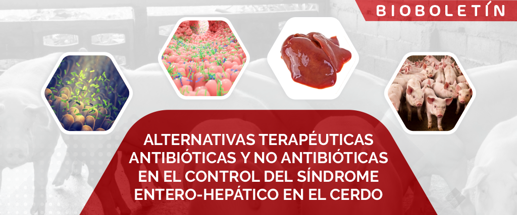 Alternativas terapéuticas antibióticas y no antibióticas en el control del síndrome entero-hepático en el cerdo