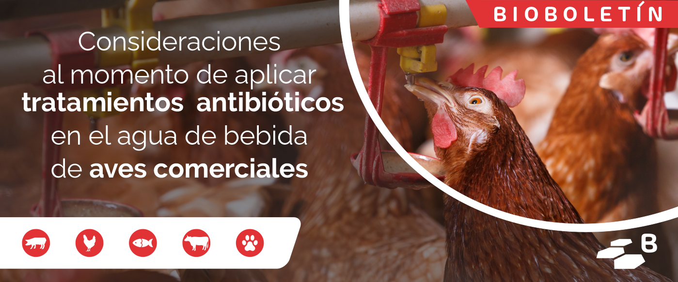 ¡NUNCA SOBRA RECORDARLO! Consideraciones al momento de aplicar tratamientos antibióticos en el agua de bebida de aves comerciales