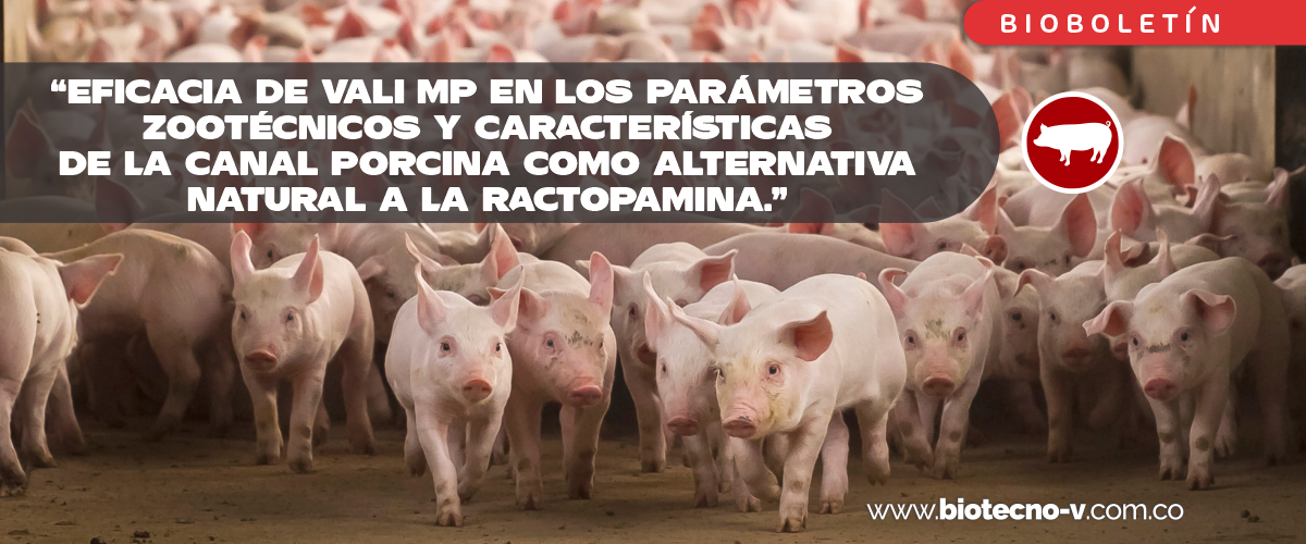 Eficacia de VALI MP en los parámetros zootécnicos y características de la canal porcina como alternativa natural a la Ractopamina